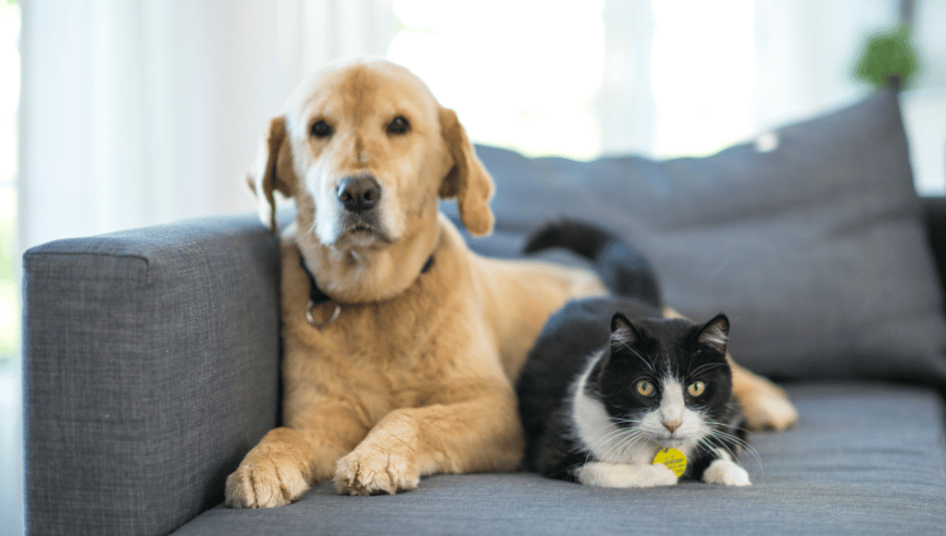 Pet services