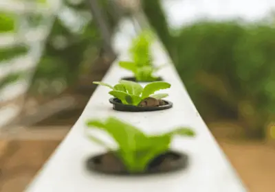 Entreprise-horticulture-a-vendre