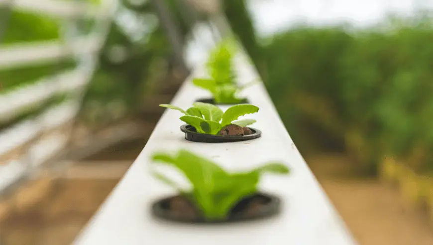 Boutique en ligne suisse spécialisée en horticulture à remettre