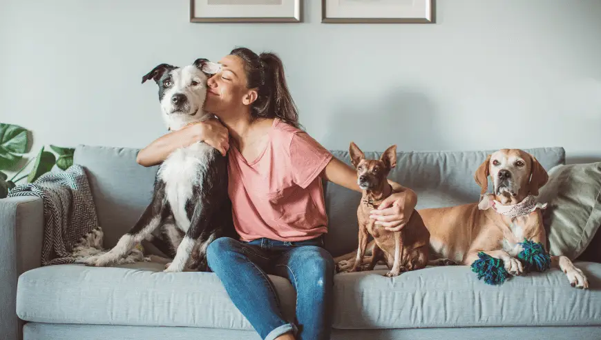 Sito web di pet sitting in vendita tra privati
