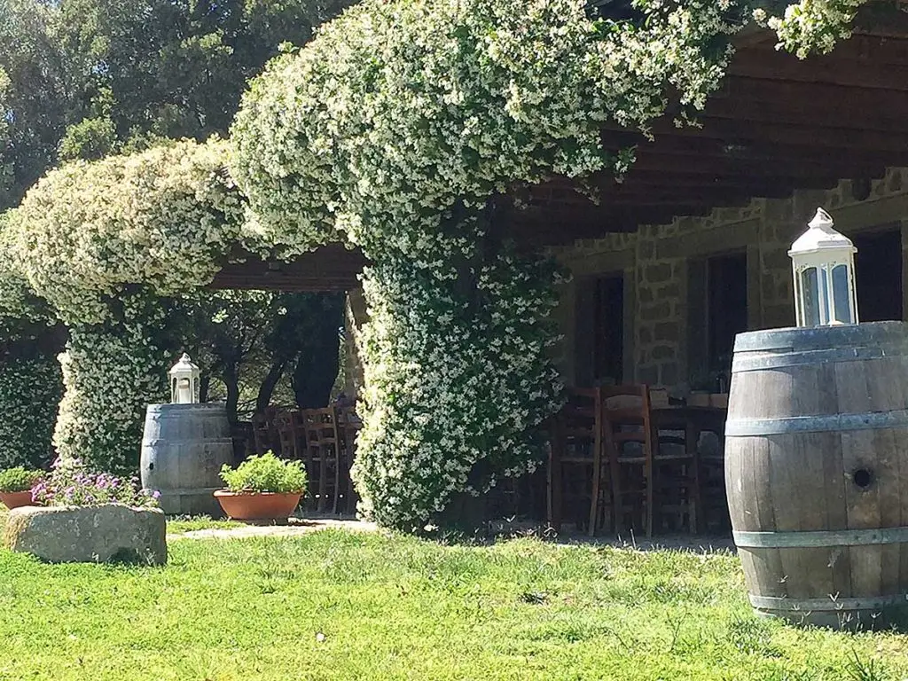 Vendesi grande e rinomata azienda vinicola in Sardegna