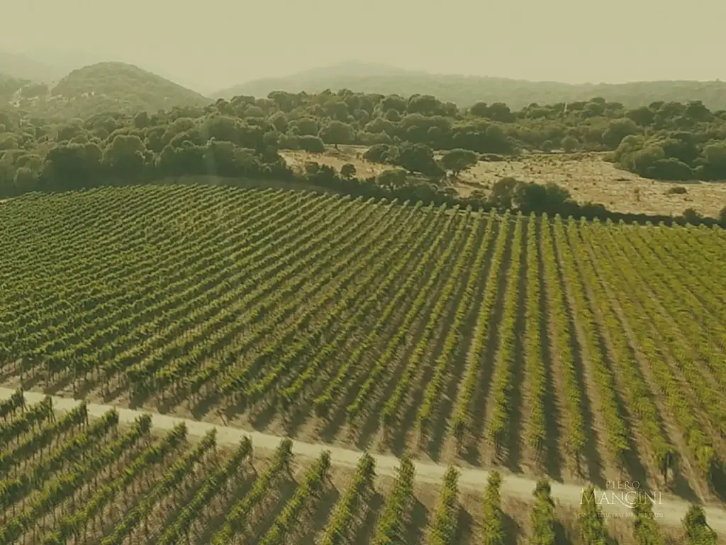 Vendesi grande e rinomata azienda vinicola in Sardegna