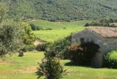 For sale: large and renowned wine company in Sardinia