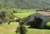 À vendre : importante et renommée entreprise viticole en Sardaigne
