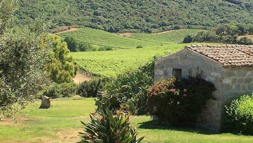 À vendre : importante et renommée entreprise viticole en Sardaigne