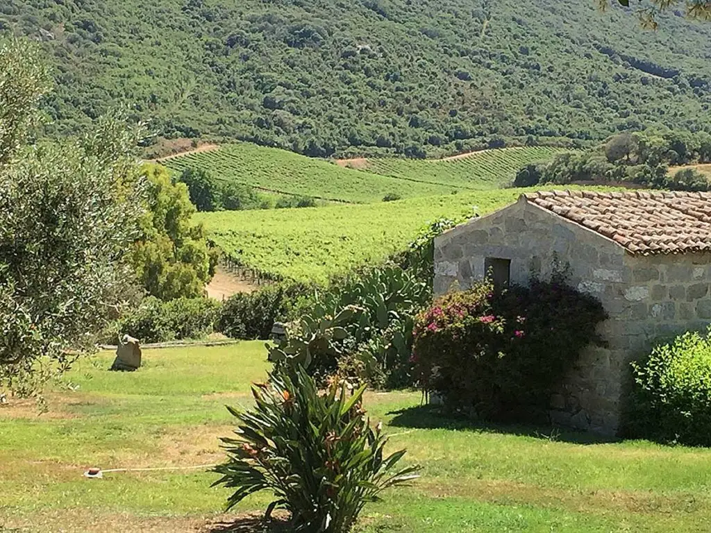 Vendesi grande e rinomata azienda vinicola in Sardegna