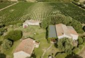 For sale: large and renowned wine company in Sardinia