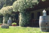 For sale: large and renowned wine company in Sardinia