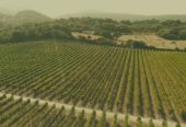 For sale: large and renowned wine company in Sardinia