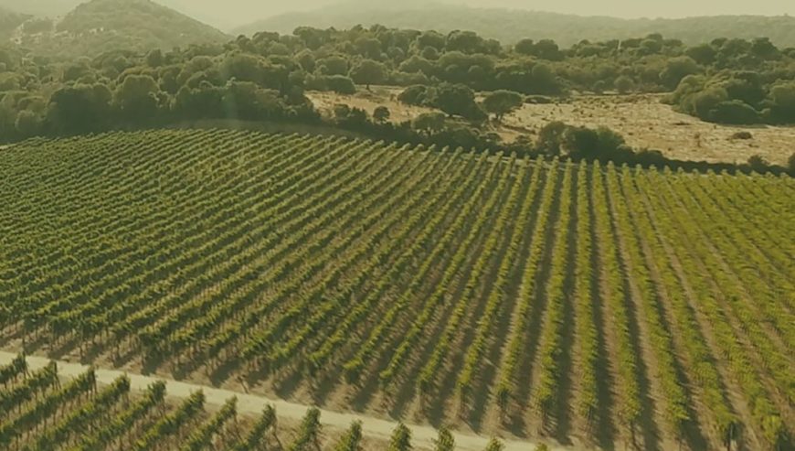 For sale: large and renowned wine company in Sardinia